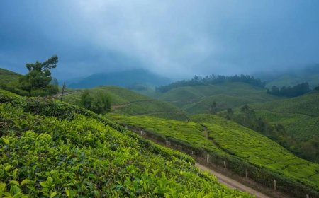 A Journey Through Munnar – Kerala’s Hill Station Wonder