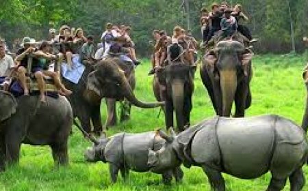 Enjoy Wildlife Adventure with Kaziranga Elephant Safari Ride