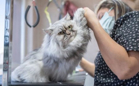 Why Choosing the Right Puppy Salon in San Diego Can Transform Your Pet’s Life