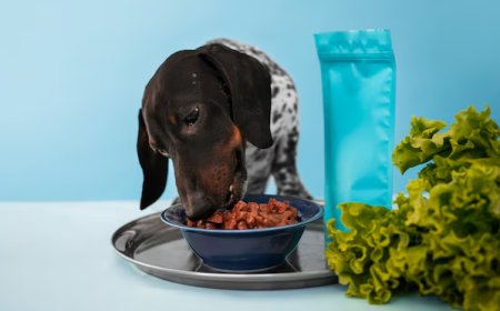 Why Wet Dog Food is the Best Choice for Your Furry Friend