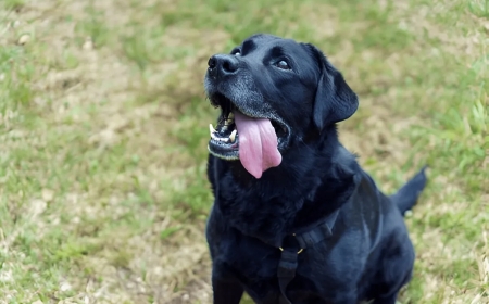 How Private Dog Training Turned My Unruly Dog Into a Model Citizen