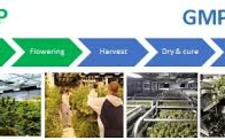 Elevate Herbal Product Quality with GACP Certification in Chicago