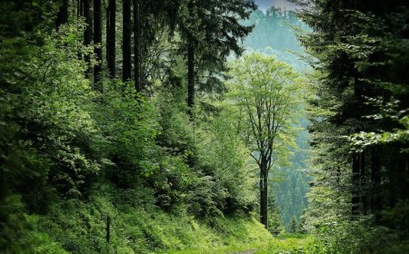 Explore the Wonders of Pushpagiri Wildlife Sanctuary