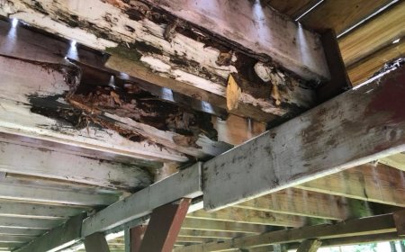 Prevent the Silent Destroyers The Essential Role of Termite Inspections