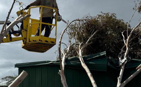 Safe, Efficient, and Hassle-Free Tree Removal with Benj Geerling’s Team