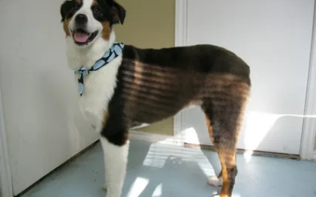 Grooming Tips for Australian Shepherds