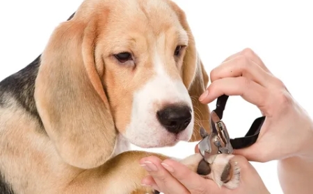 Dog Nail Trimming: A Grooming Must-Do