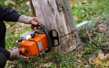 Tree Removal: A Complete Guide for Homeowners and Property Managers