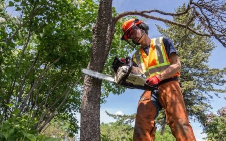 The Complete Guide to Tree Removal: When, Why, and How to Do It Safely