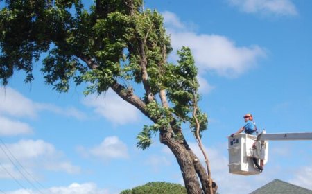 The Complete Guide to Tree Removal: Safety, Cost, and Best Practices