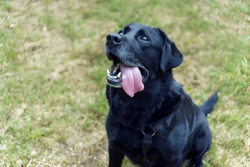 How Private Dog Training Turned My Unruly Dog Into a Model Citizen