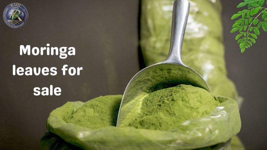 The Secret Behind the Popularity of Moringa Leaves for Sale