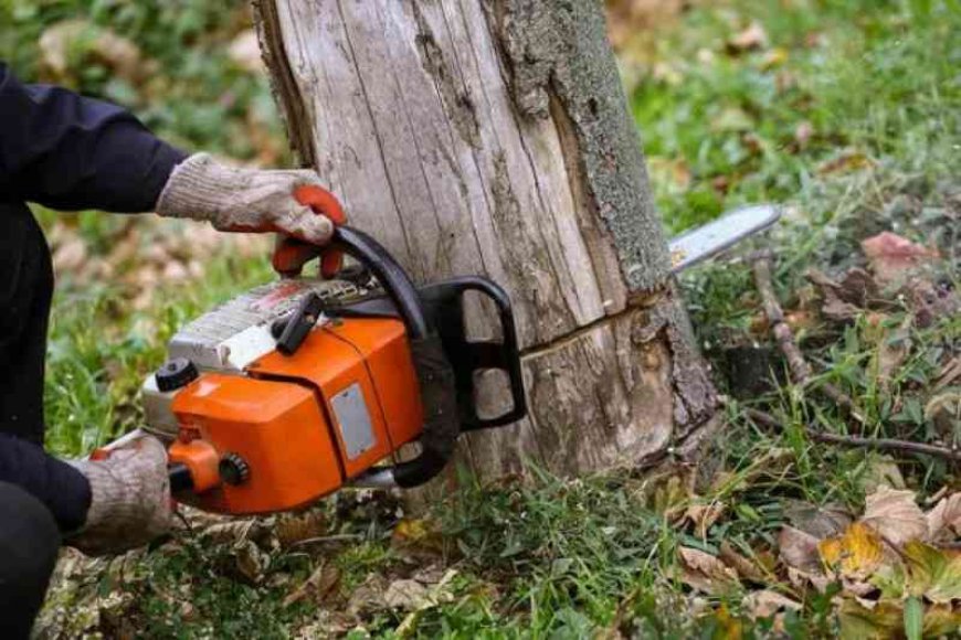 Tree Removal: A Complete Guide for Homeowners and Property Managers