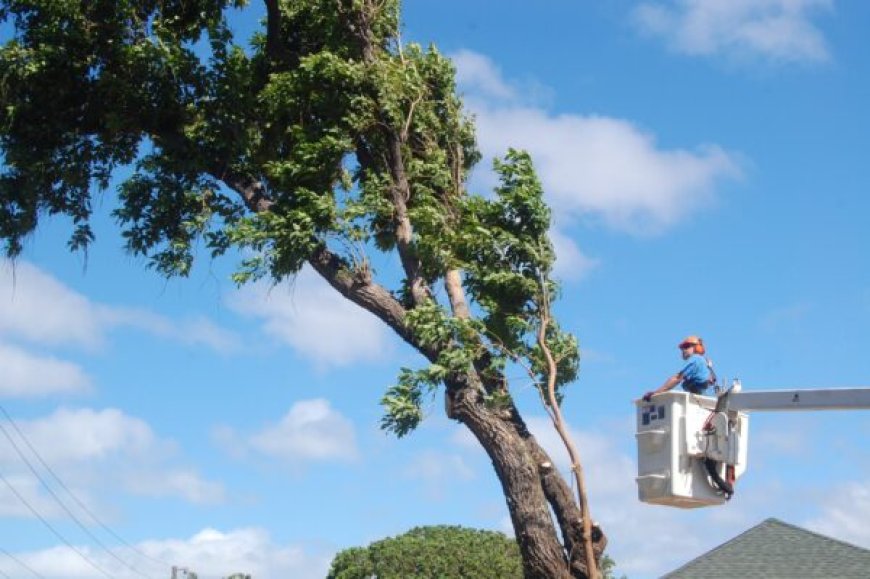 The Complete Guide to Tree Removal: Safety, Cost, and Best Practices