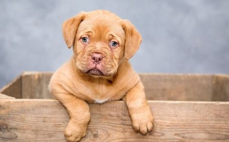 Treadmill for Dogs | DogTreadmill for sale at Treadmillfordogs.com