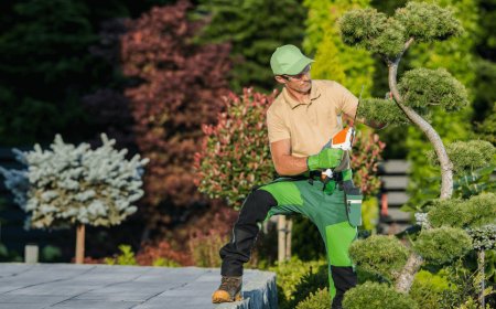 What to Look for When Hiring a Lawn Maintenance Company?