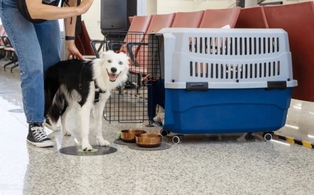 Choosing the Right Dog Carrier for Comfort and Safety