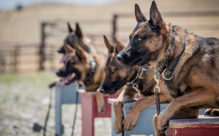 Finding the Perfect Companion: Trained Dogs for Sale and Trained Doberman for Sale