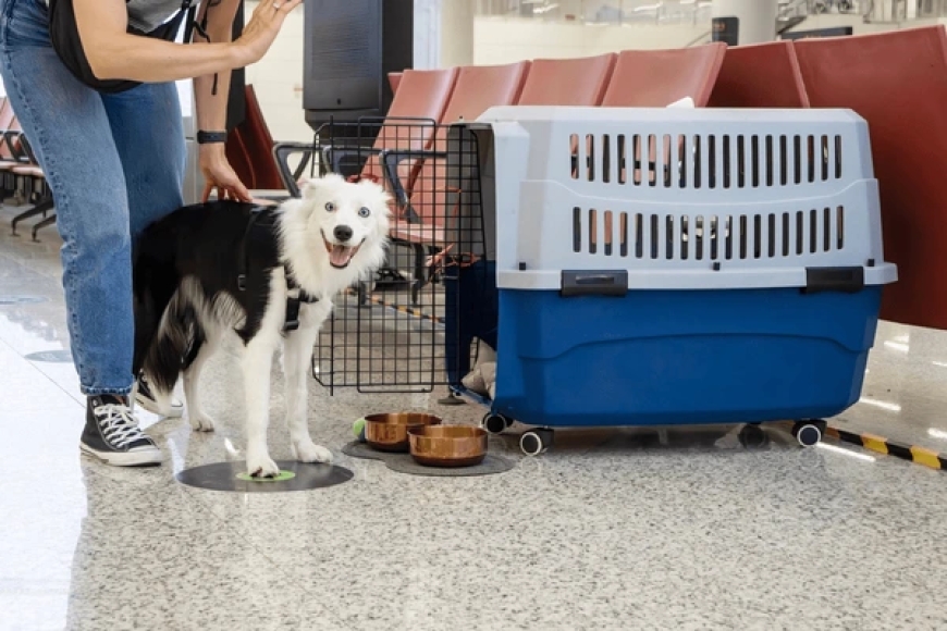 Choosing the Right Dog Carrier for Comfort and Safety