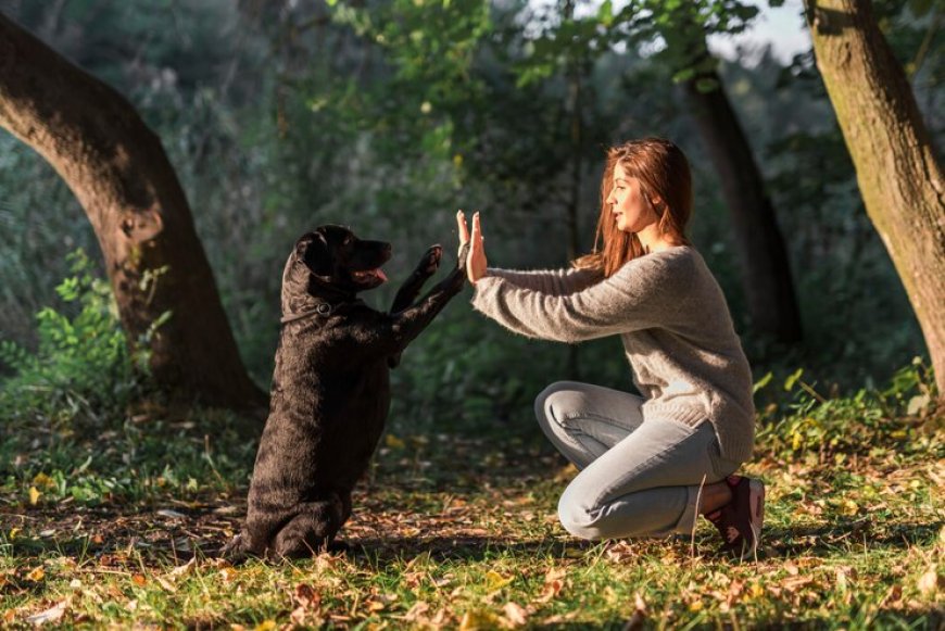 How to Choose the Best Dog Trainers in LA for Your Pup
