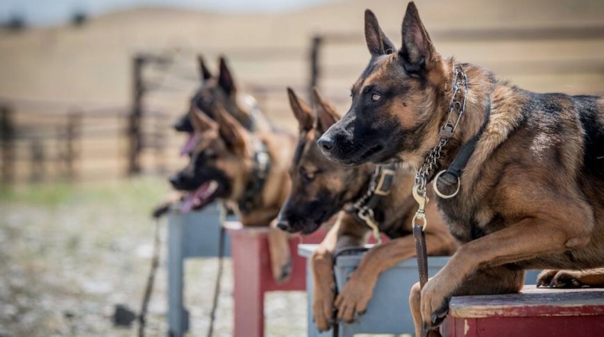 Finding the Perfect Companion: Trained Dogs for Sale and Trained Doberman for Sale